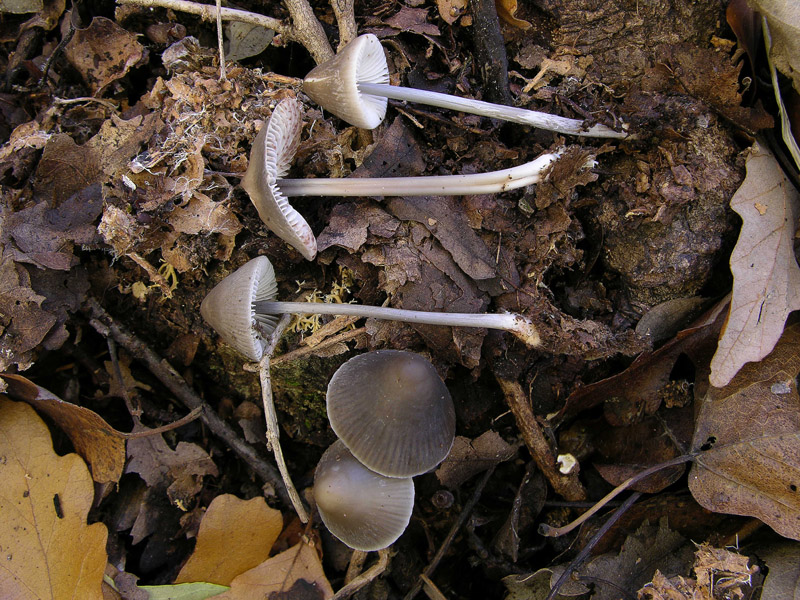 Mycena polygramma